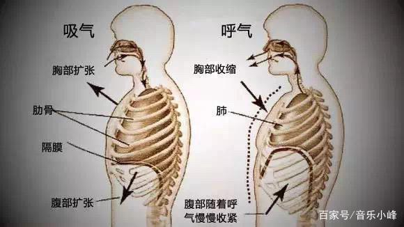 人每时每刻都在呼吸，为什么一定要呼吸呢？