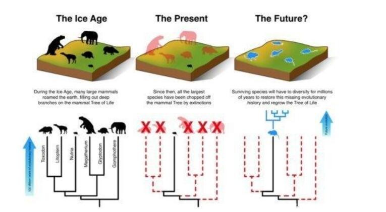 地球生物在进行第六次大灭绝吗？