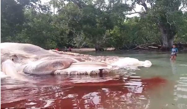 印尼海滩现15米长神秘海洋生物是什么？