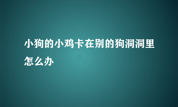 小狗的小鸡卡在别的狗洞洞里怎么办