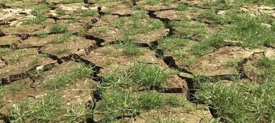 印度遭遇122年来最强热浪，这种极端高热天气对生态环境有何影响？