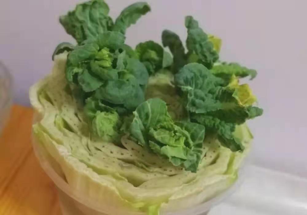 上海一男子买不到菜在家水培白菜，水培白菜的要点是什么？