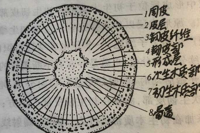 什么是导管和筛管？