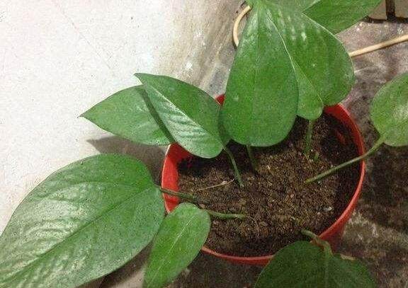 什么植物长的最快？