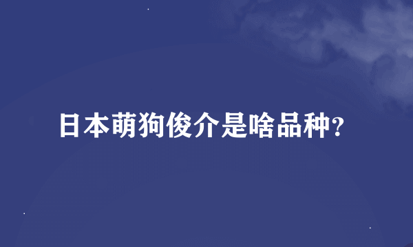 日本萌狗俊介是啥品种？