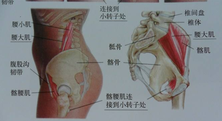 腰在什么位置