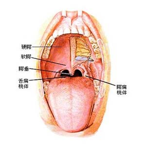 鼻腔的介绍