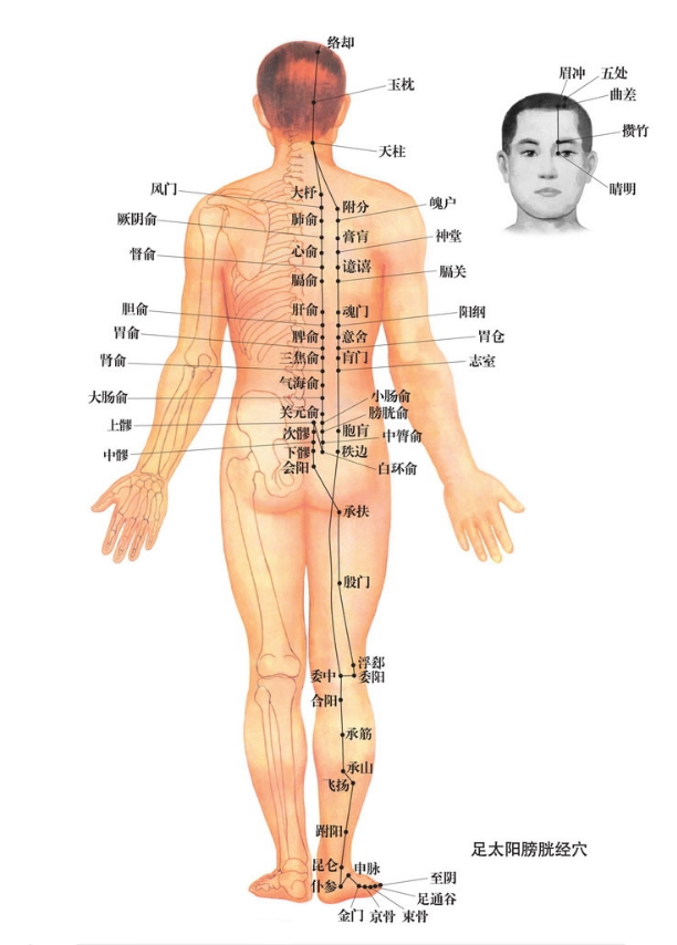 膀胱经位置图