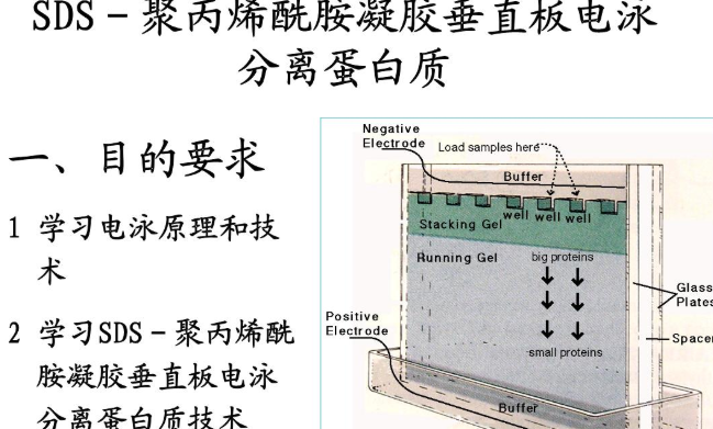 SDS-聚丙烯酰胺凝胶电泳与聚丙烯酰胺凝胶电泳原理上有何不同？