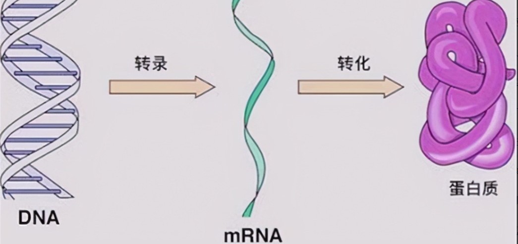 章鱼有几个大脑