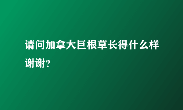 请问加拿大巨根草长得什么样谢谢？