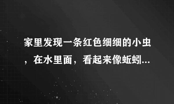 家里发现一条红色细细的小虫，在水里面，看起来像蚯蚓又有点像猪肉绦虫，求解答。具体看图片吧。