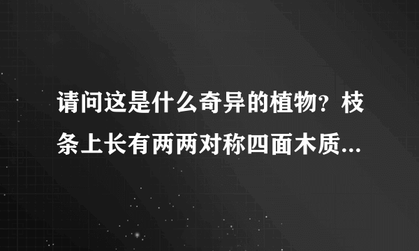 请问这是什么奇异的植物？枝条上长有两两对称四面木质部的片。