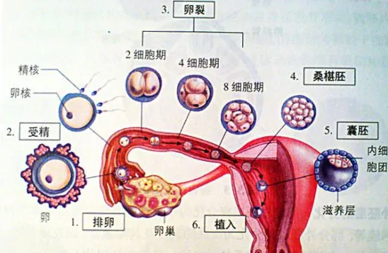 人类是怎么怀孕的？