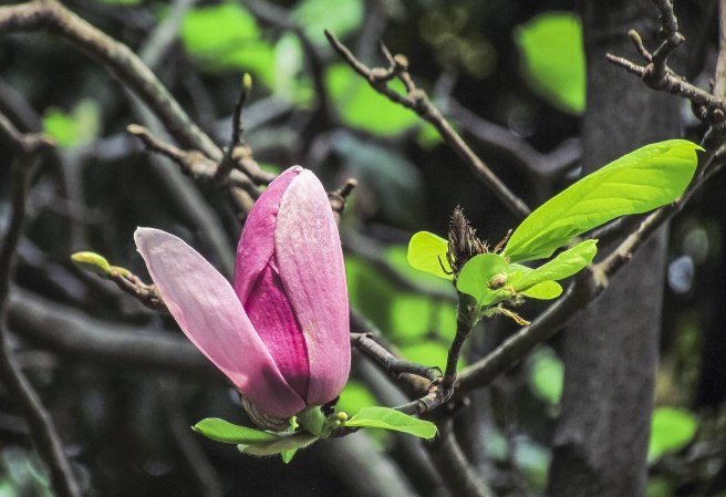 玉兰花的特点