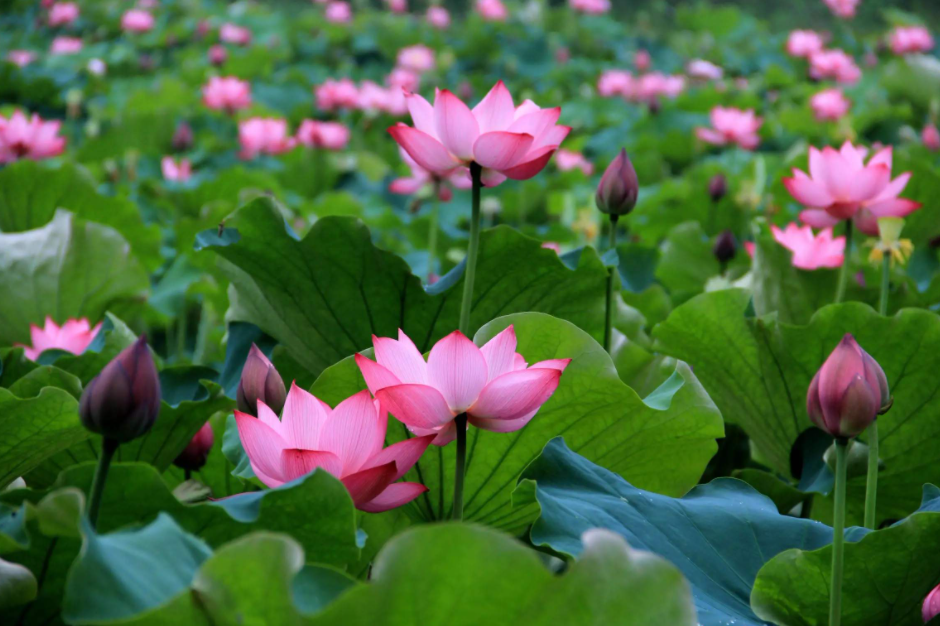 芙蓉映日   这是什么意思呀？