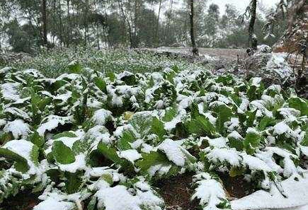 暴雪后部分地区蔬菜价格上涨近一倍，后续菜价会回升吗？