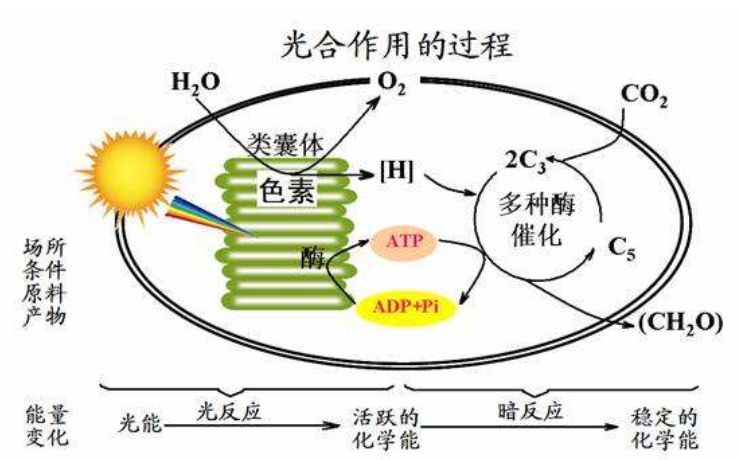 光合作用的能量转化是怎么样的？