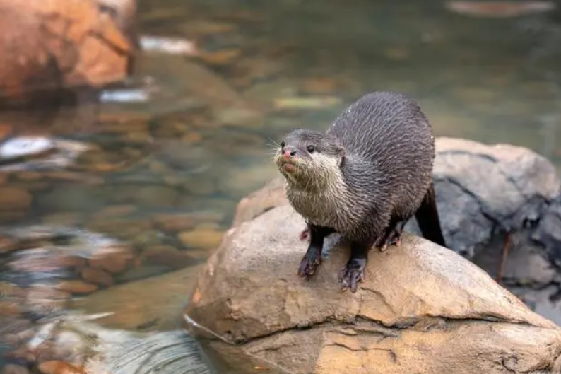 水獭的英文