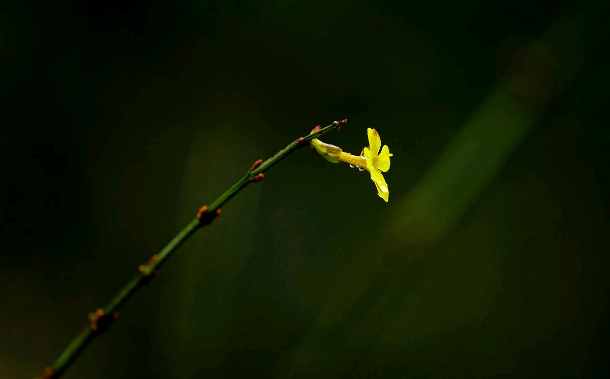 好雨知时节什么意思