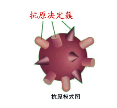 抗原的名词解释