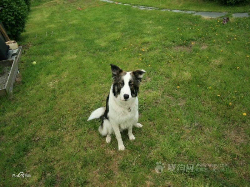 莱卡犬的介绍