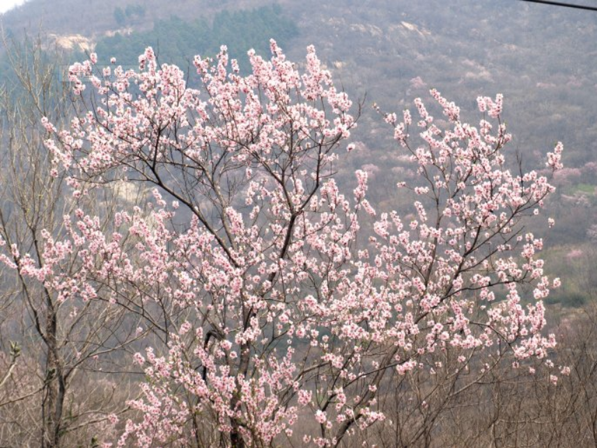 “人间四月芳菲尽，山寺桃花始盛开。”你能对这句诗描述的自然现象作出科学的解释吗？