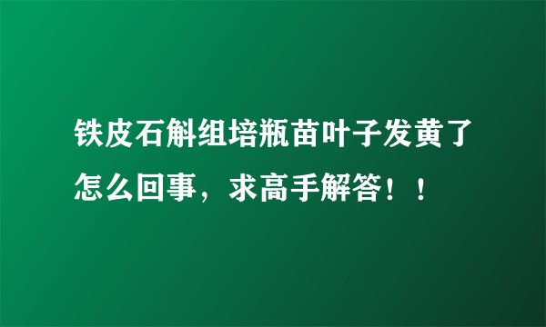 铁皮石斛组培瓶苗叶子发黄了怎么回事，求高手解答！！