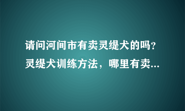 请问河间市有卖灵缇犬的吗？灵缇犬训练方法，哪里有卖灵缇犬的