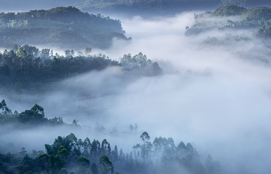 foggy什么意思