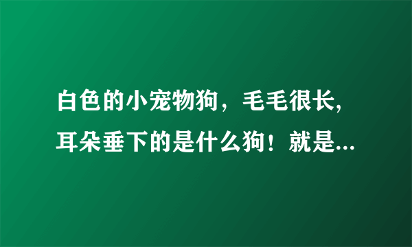 白色的小宠物狗，毛毛很长,耳朵垂下的是什么狗！就是那个命中注定我爱你的那个电视里面的那个纪宝贝那种狗