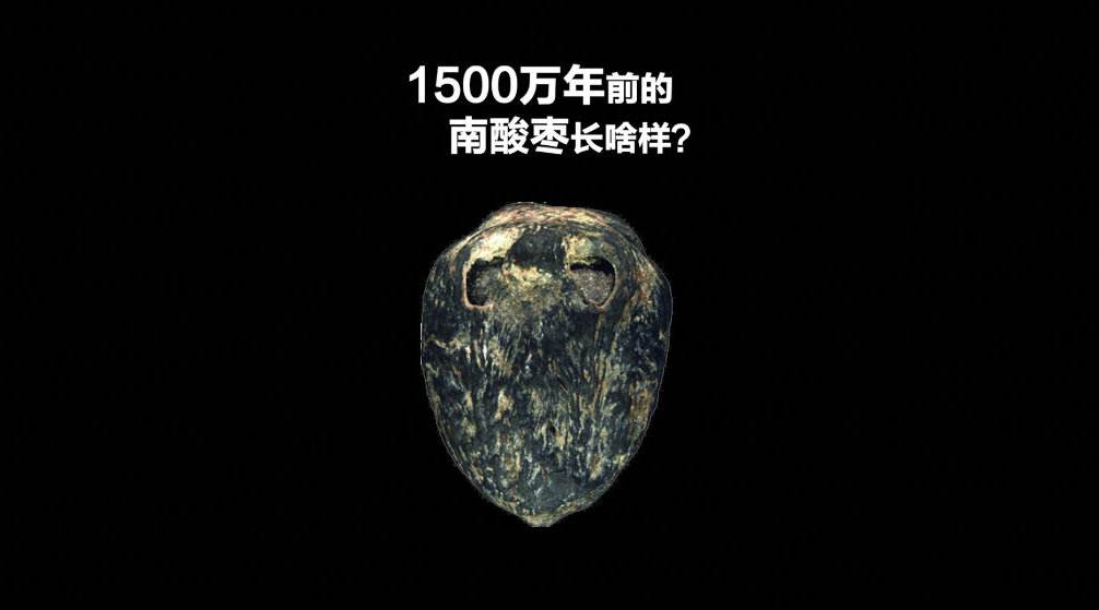 1500万年前的枣被发现，都是化石怎么分别出这是枣的？