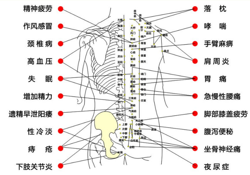 人体后背穴位图，完整图