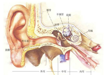 耳朵结构图