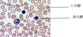 血细胞显微镜观察图片