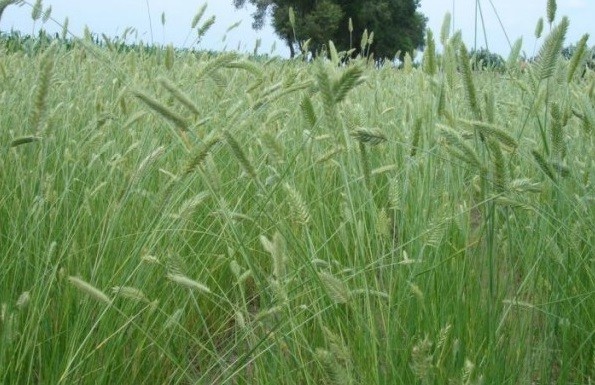 冰草图片 种植方法