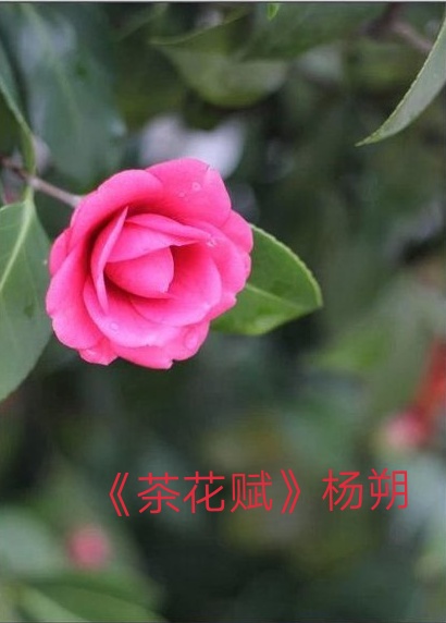 茶花赋（杨朔）原文