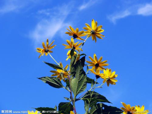 人们常说“黄花闺女”，那“黄花”指的是什么花