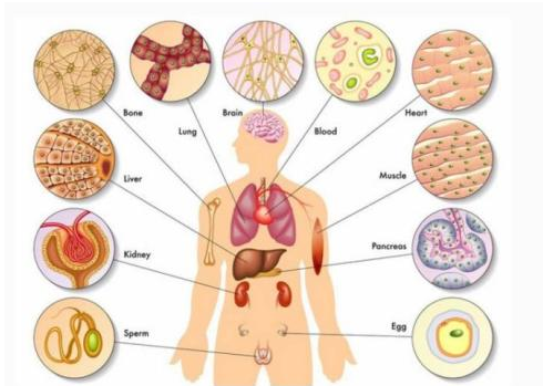 人体五脏六腑分布图