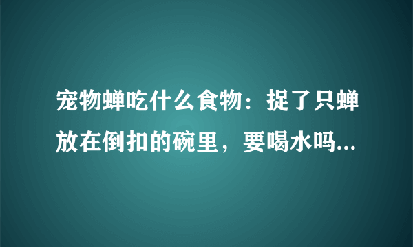 宠物蝉吃什么食物：捉了只蝉放在倒扣的碗里，要喝水吗？为水果可以吗？