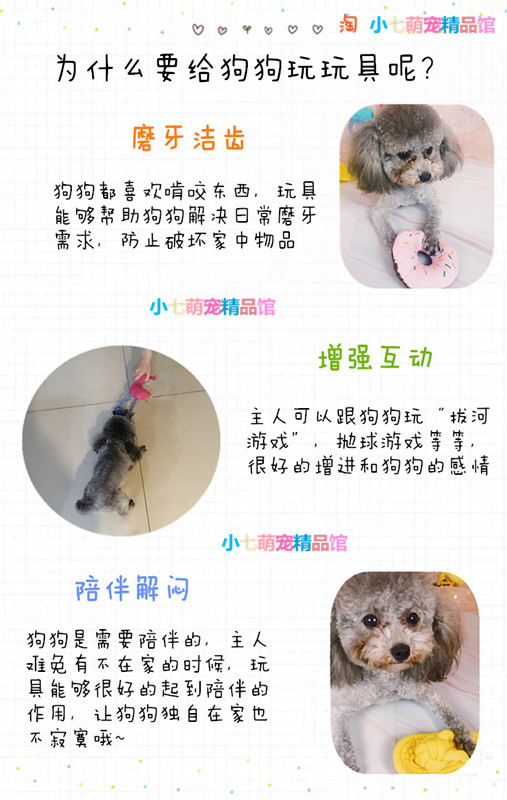 纯种泰迪犬多少钱一只？平时要怎么养好呢？