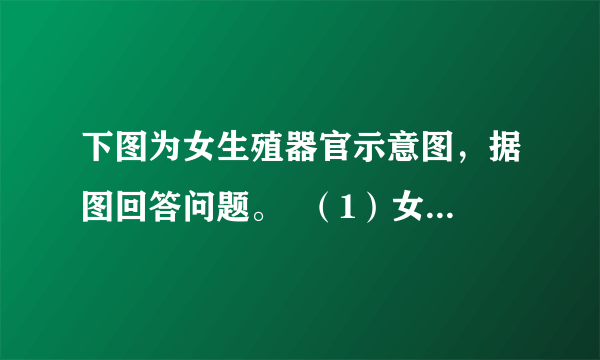 下图为女生殖器官示意图，据图回答问题。  （1）女性主要的内生殖器【 】          ，它的只...