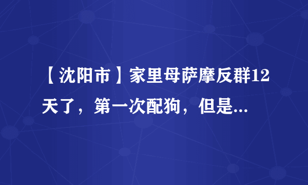 【沈阳市】家里母萨摩反群12天了，第一次配狗，但是她总咬公狗。要怎么配啊？