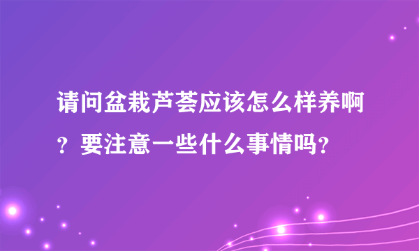 请问盆栽芦荟应该怎么样养啊？要注意一些什么事情吗？