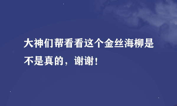 大神们帮看看这个金丝海柳是不是真的，谢谢！