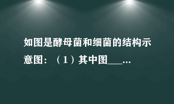 如图是酵母菌和细菌的结构示意图：（1）其中图______是酵母菌，图______是细菌．你的判断依据是______．