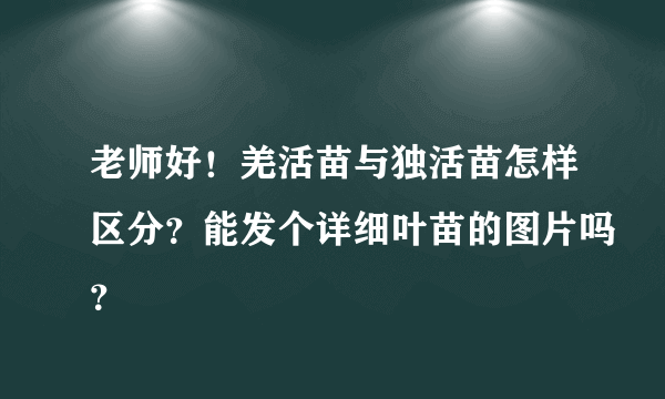 老师好！羌活苗与独活苗怎样区分？能发个详细叶苗的图片吗？