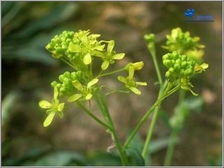 板蓝根图片是几年生植物