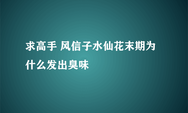 求高手 风信子水仙花末期为什么发出臭味