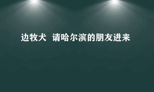 边牧犬  请哈尔滨的朋友进来